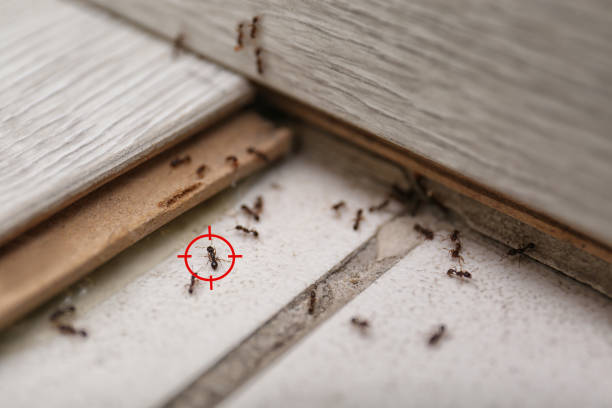 Best Rat Extermination Near Me  in Pocatello, ID